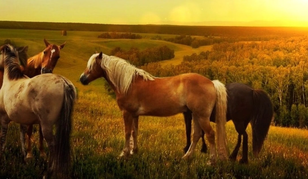 Alba View Equestrian-Ward Belt必去景点