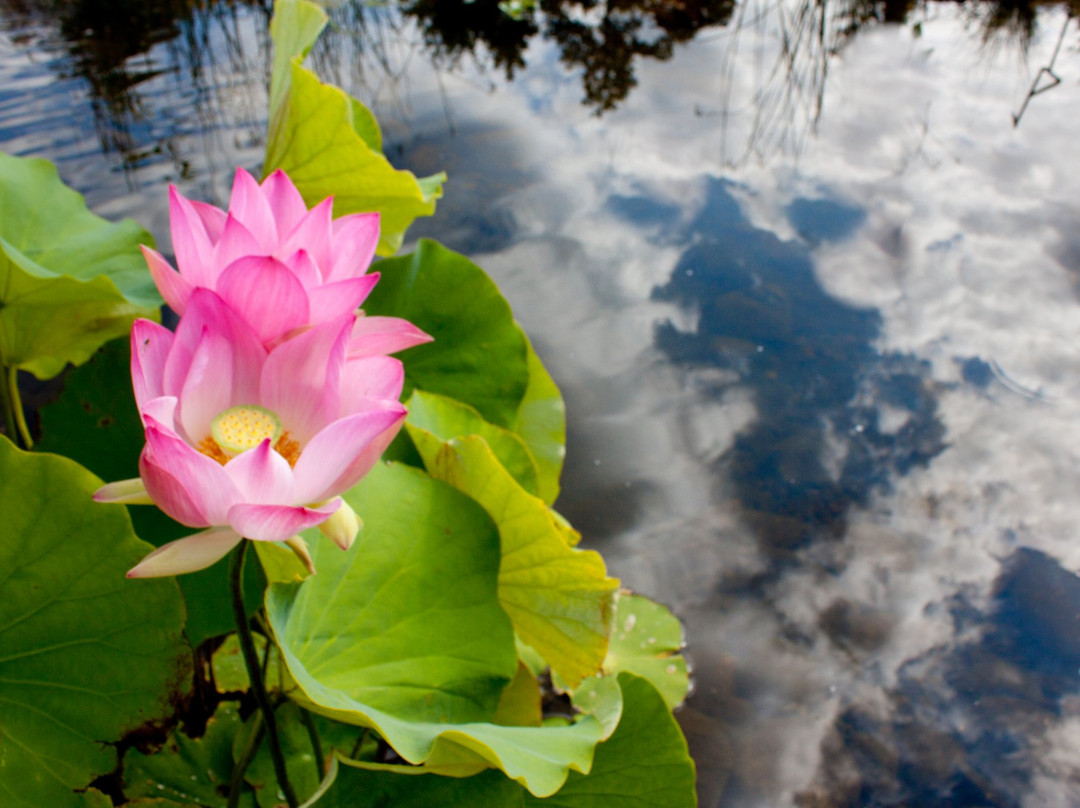 Northland Arboretum-Brainerd必去景点