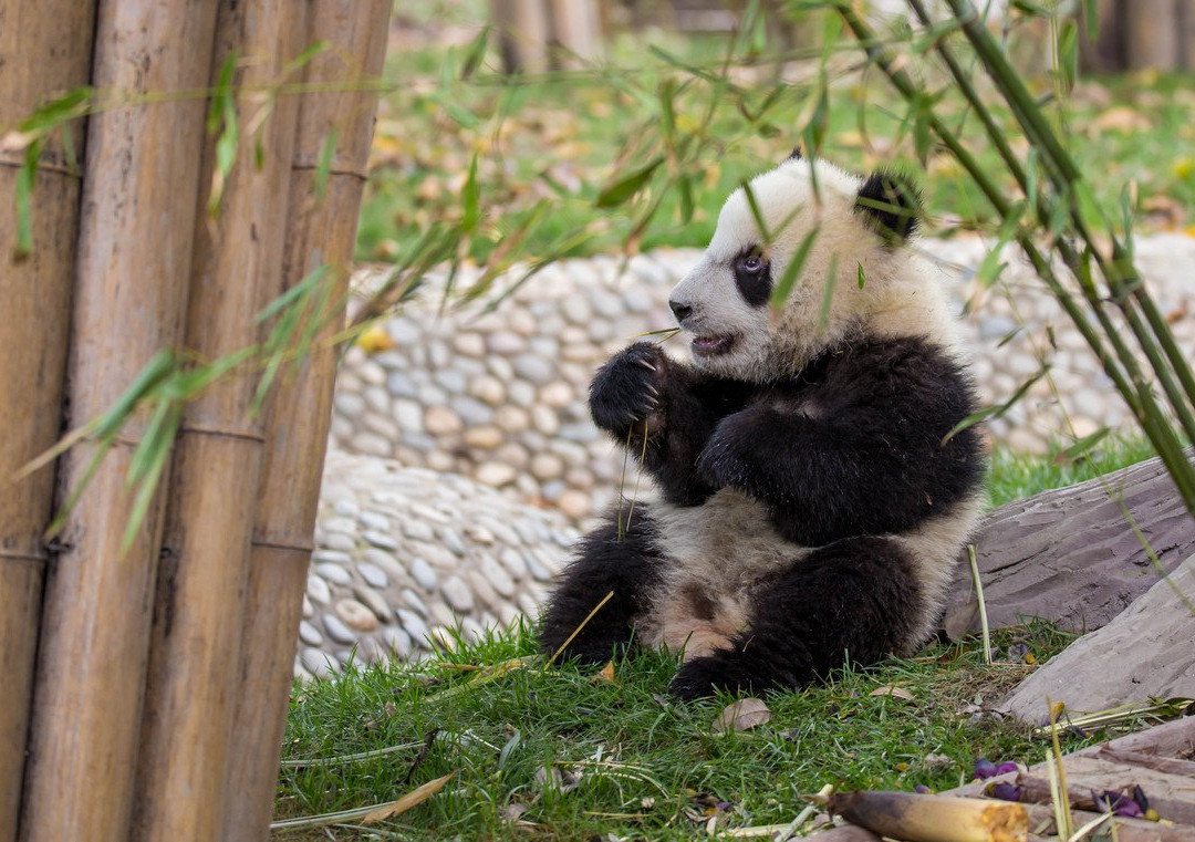 Local Chengdu Tours