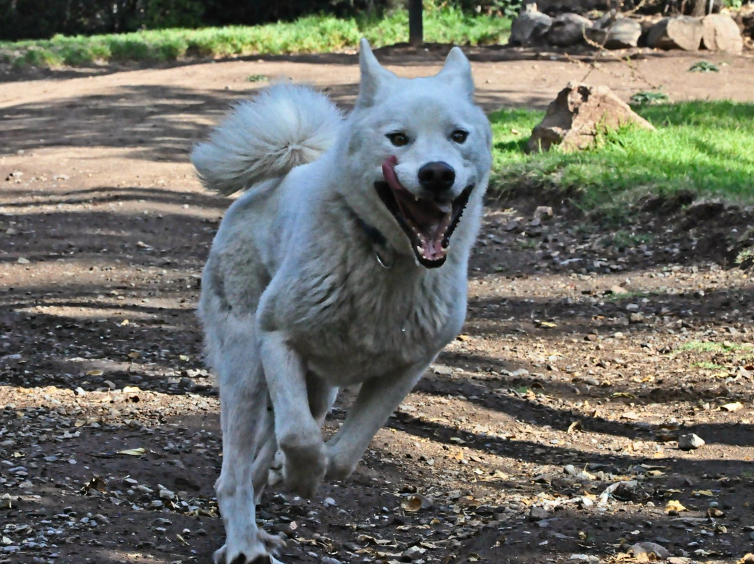 Husky Point-Curacautin必去景点