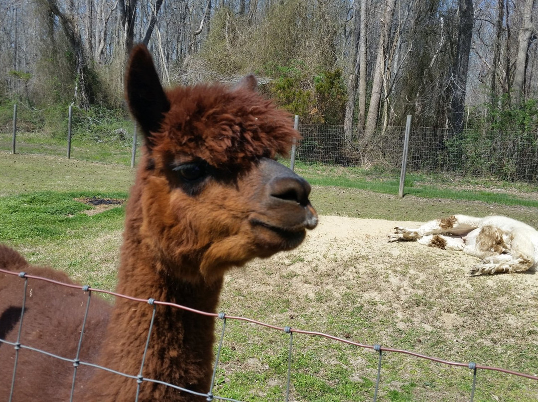 Jersey Shore Alpacas景点图片