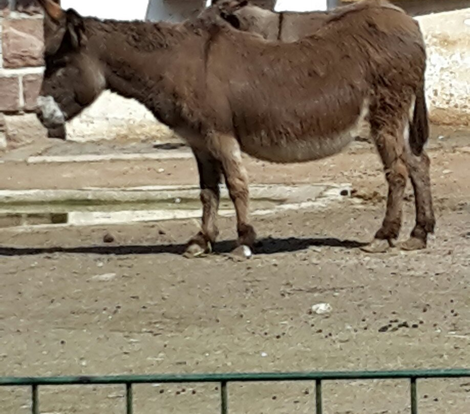 Tierpark Gotha景点图片