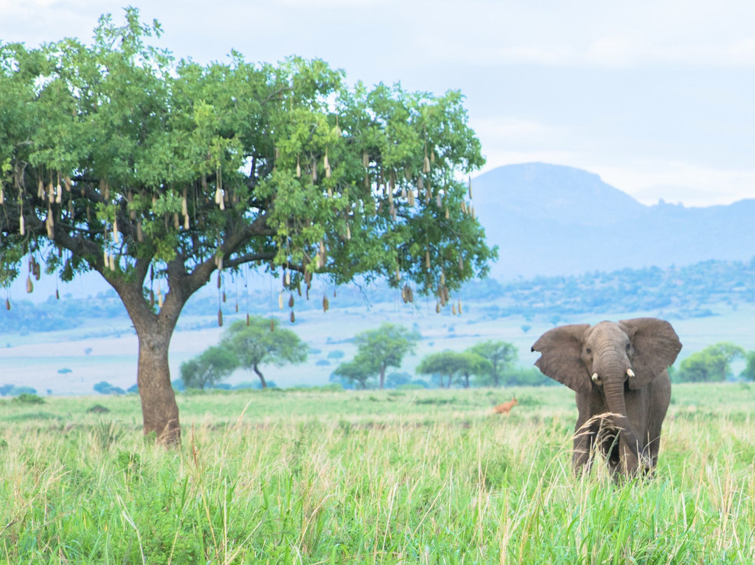 Cornerstone Tours & Travel-恩德培必去景点