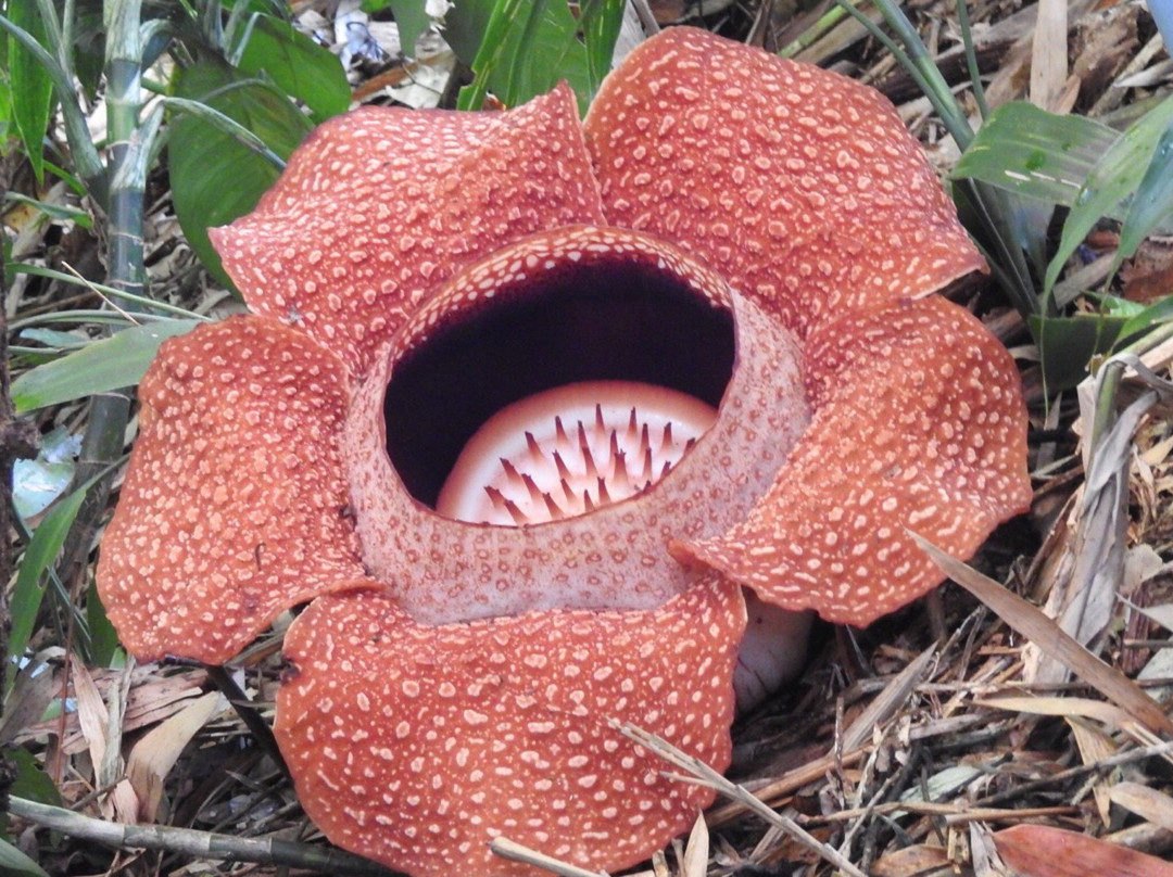 Napalus Rafflesia Garden景点图片