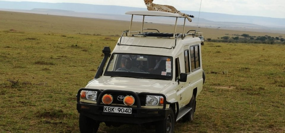 Steenbok Safaris and Car Hire-内罗毕必去景点