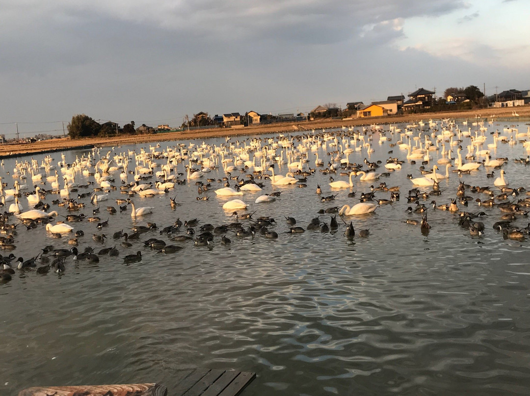 Hakuchonosato-印西市必去景点