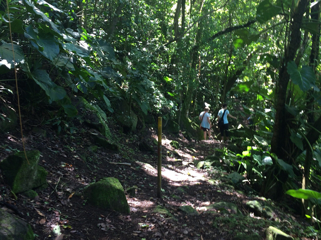 Duberry-Cassava Trail-蒙特塞拉特必去景点