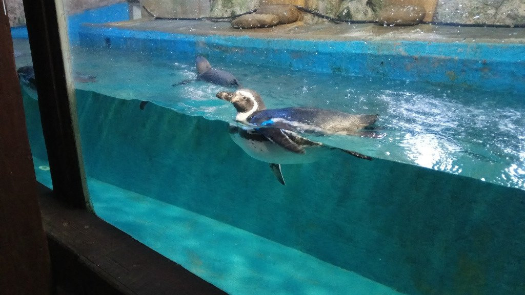 Aquarium & Sea Zoo-索契必去景点