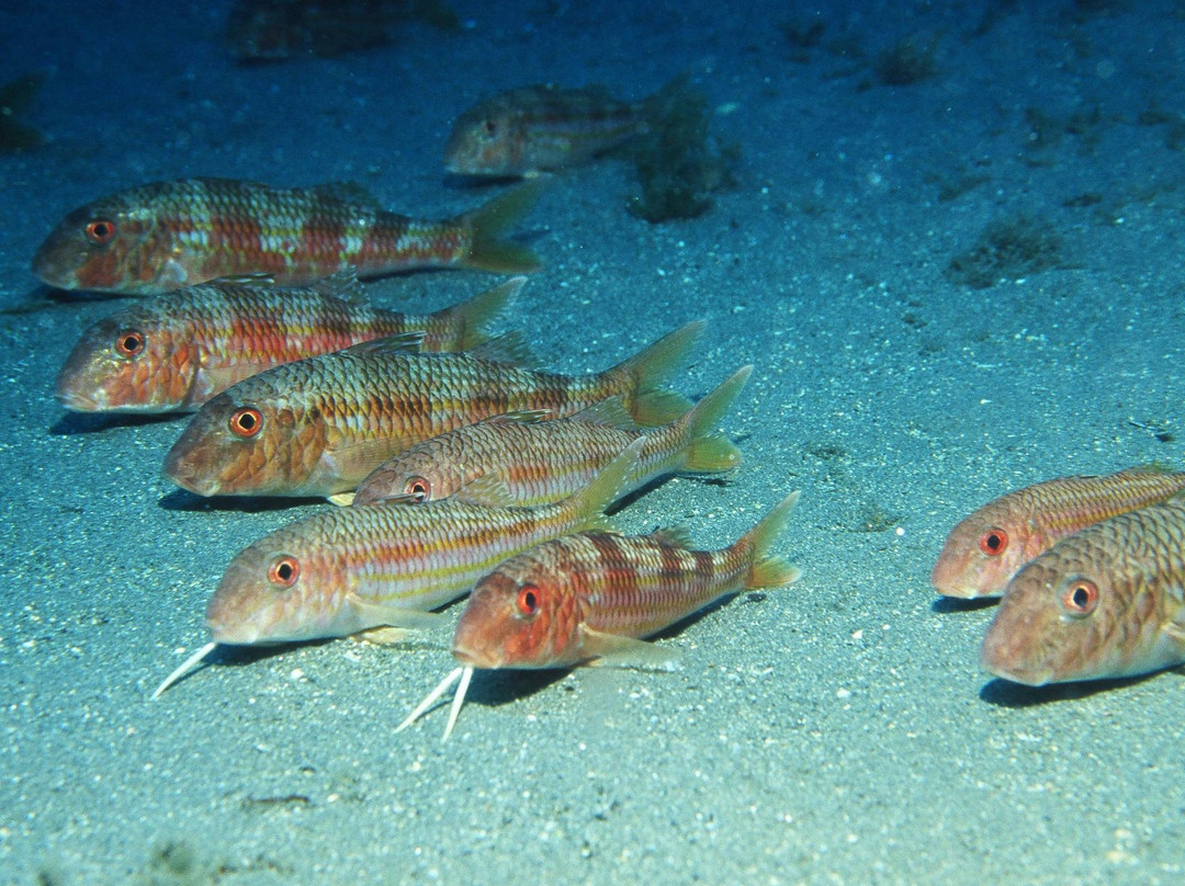 Aquarium Costa De Almería-滨海罗克塔斯必去景点