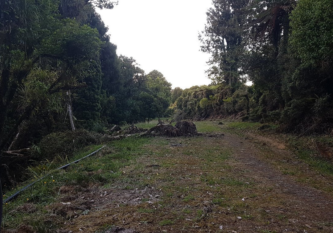 Pipiwharauroa Trail景点图片