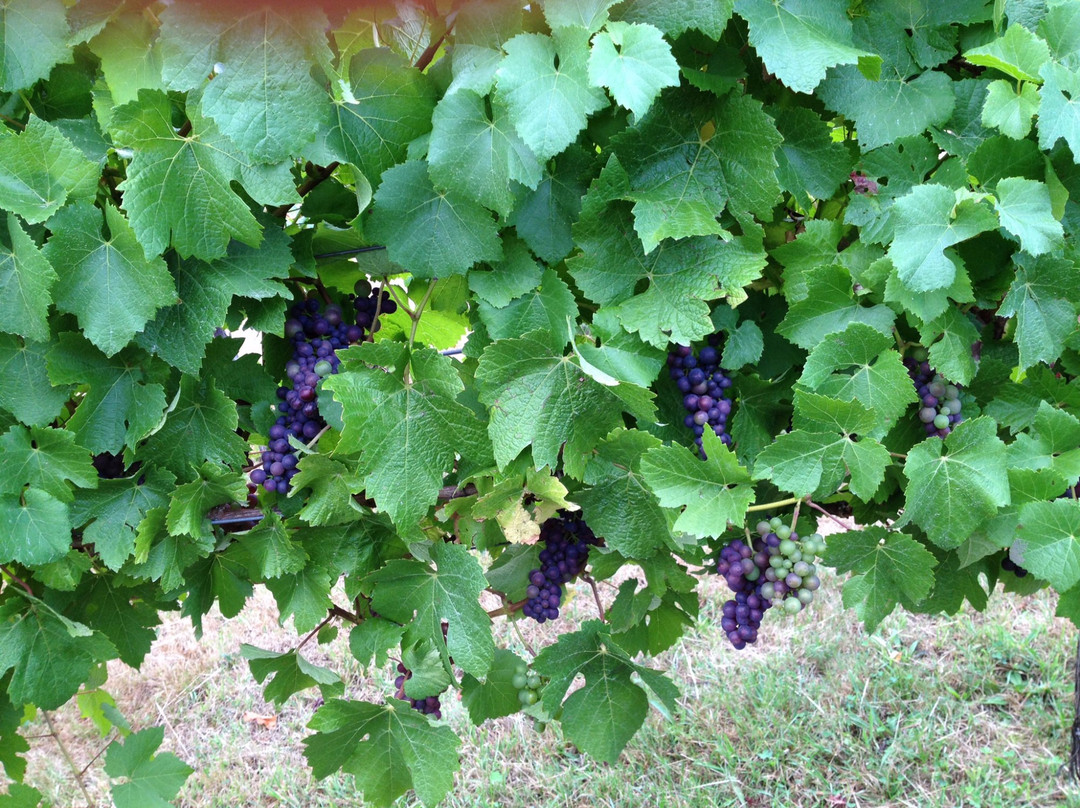 Leven Valley Vineyard-Gunns Plains必去景点