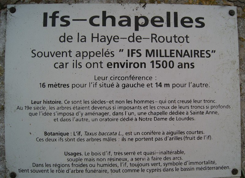 Les Ifs Millenaires景点图片