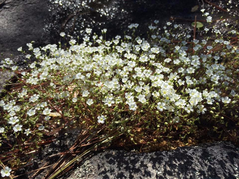 Panola Mountain State Park-Stockbridge必去景点