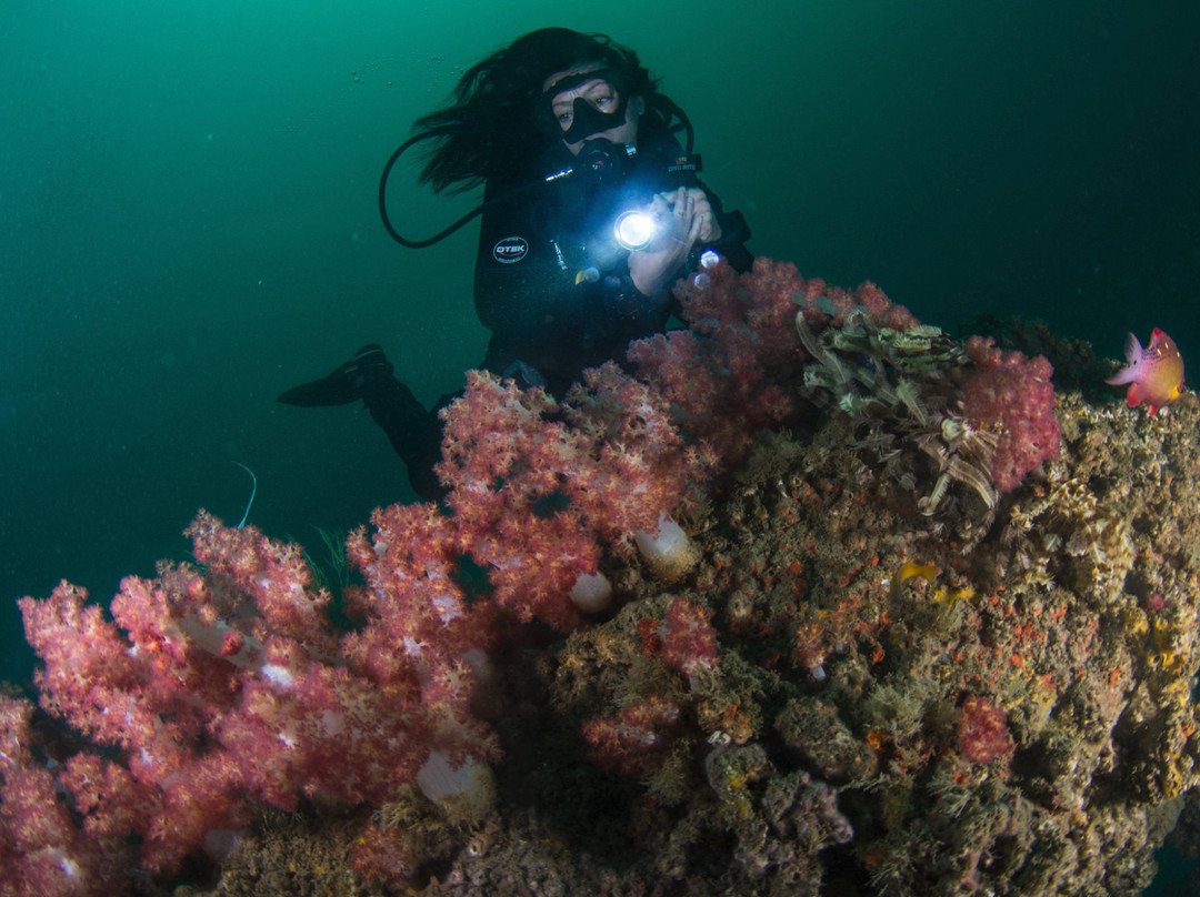 Divers Down-富查伊拉必去景点