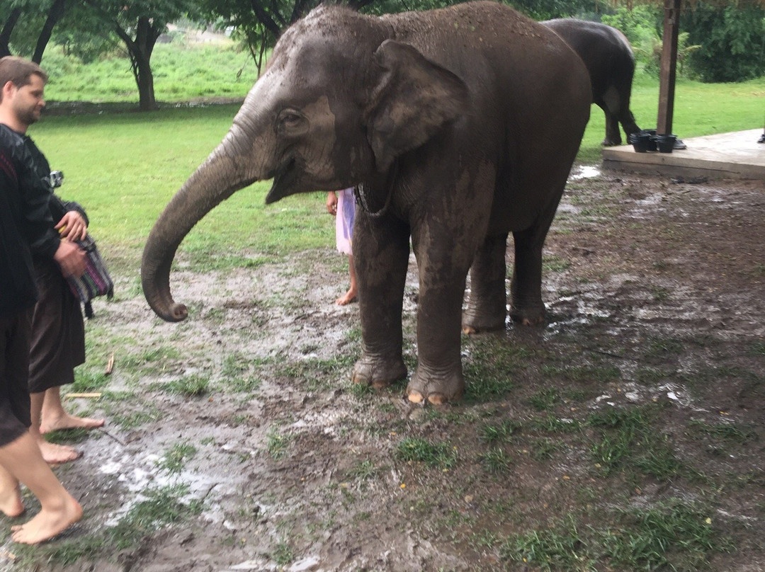 Maeklang Elephant Conservation Community-Mae Win必去景点