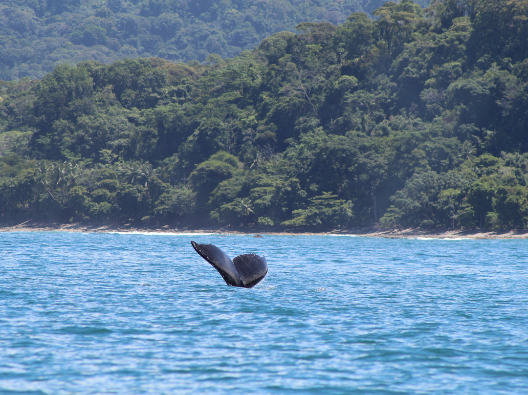 Ballena Aventura景点图片