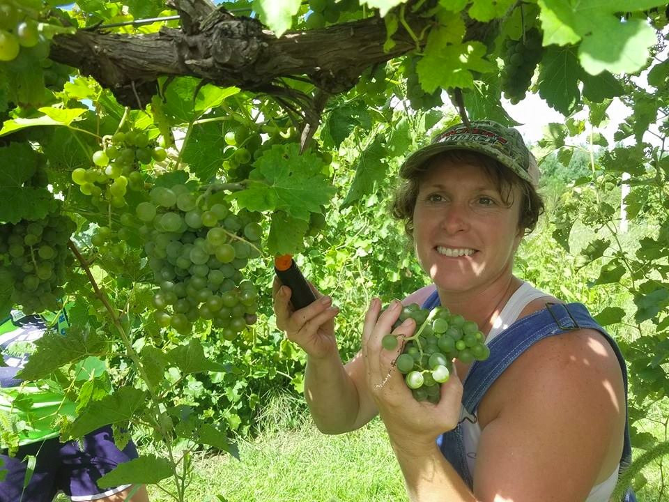Massbach Ridge Winery景点图片
