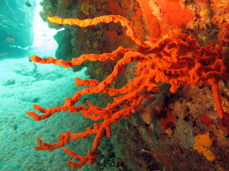 Naxos Diving-纳克索斯岛必去景点