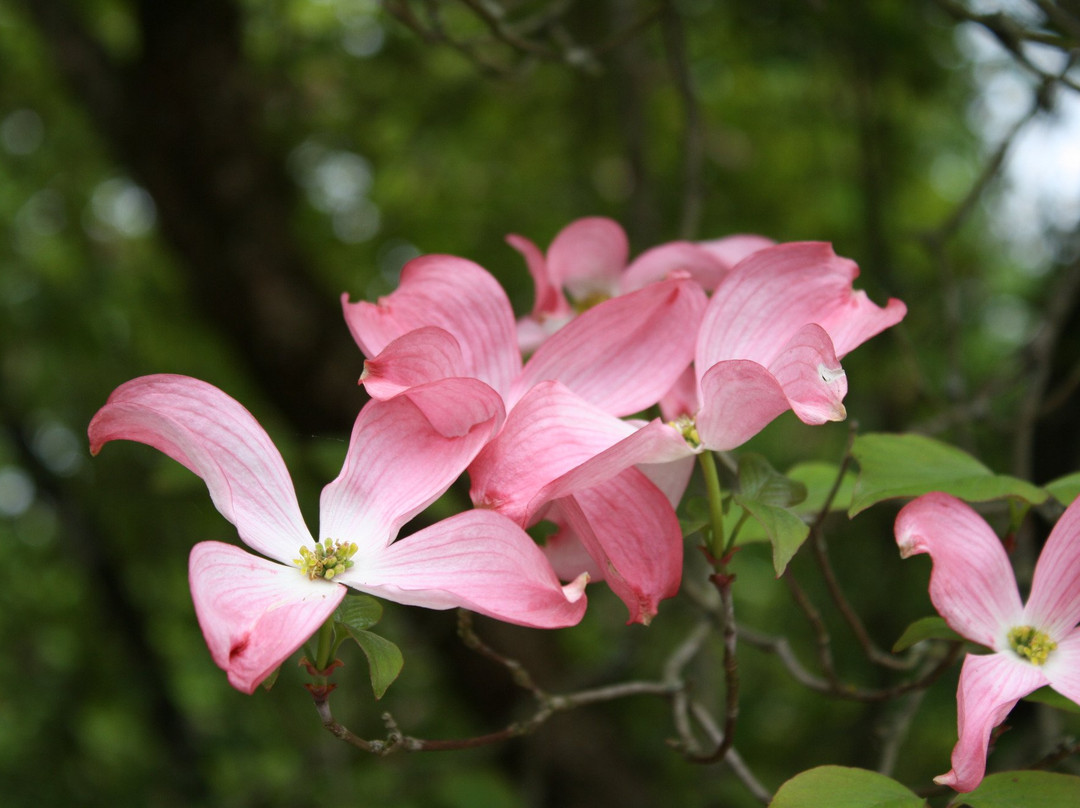 Arboretum National des Barres-Nogent-sur-Vernisson必去景点