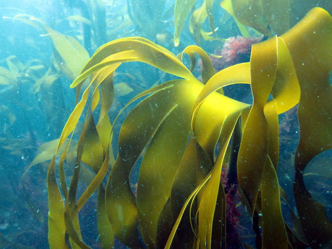 Red Duck Diving-Castlerock必去景点