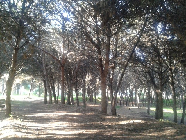 Marathias Forest景点图片