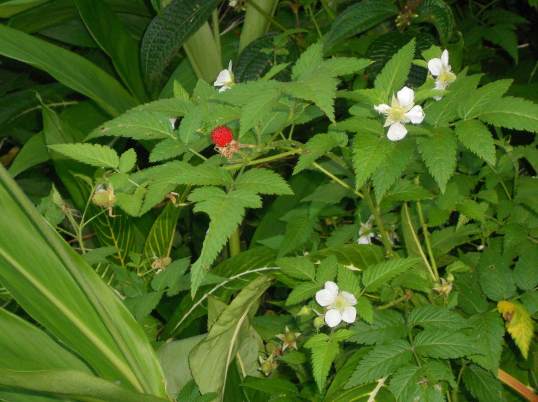 Akaka Pitstop-希洛必去景点