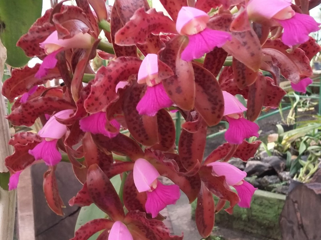 Orquidacea景点图片