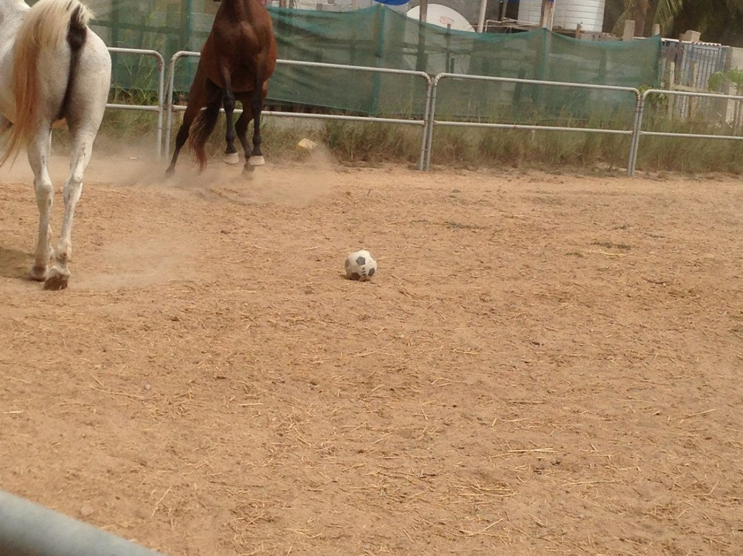 Salalah Horse Riding-塞拉莱必去景点