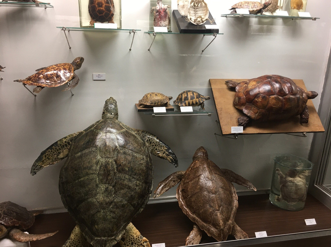 Kauno Tado Ivanausko Zoologijas Muziejus