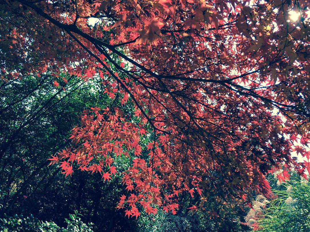 Aichi Greenery Center-丰田市必去景点