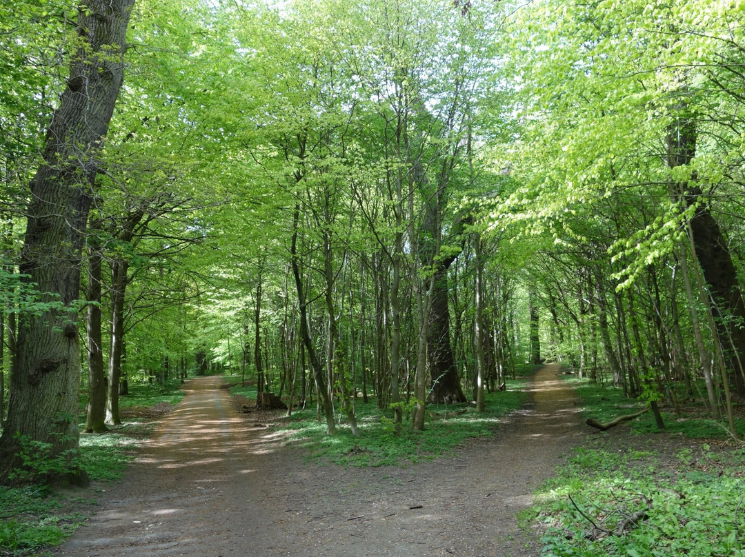 Charlottenlund Skov景点图片