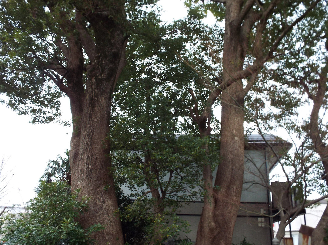 Honko-ji Temple-小田原市必去景点