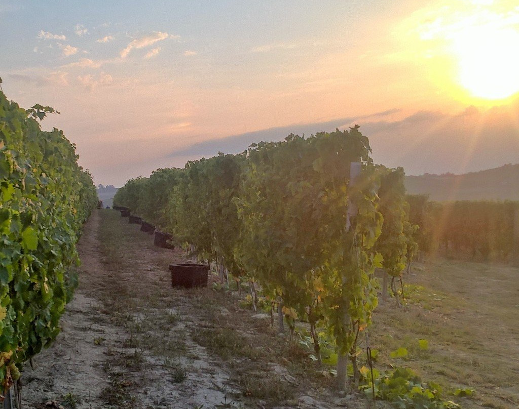 Azienda Agricola Terrabianca景点图片