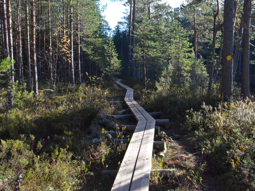 Hankasalmi旅游景点-Southern Konnevesi National park
