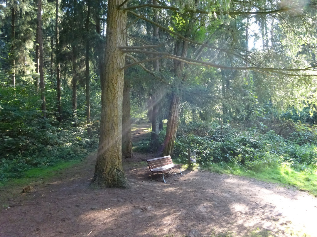 Vareler Wald