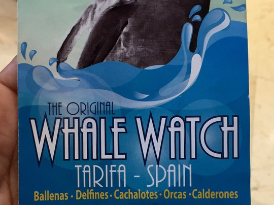Whale Watch Tarifa-塔里法必去景点