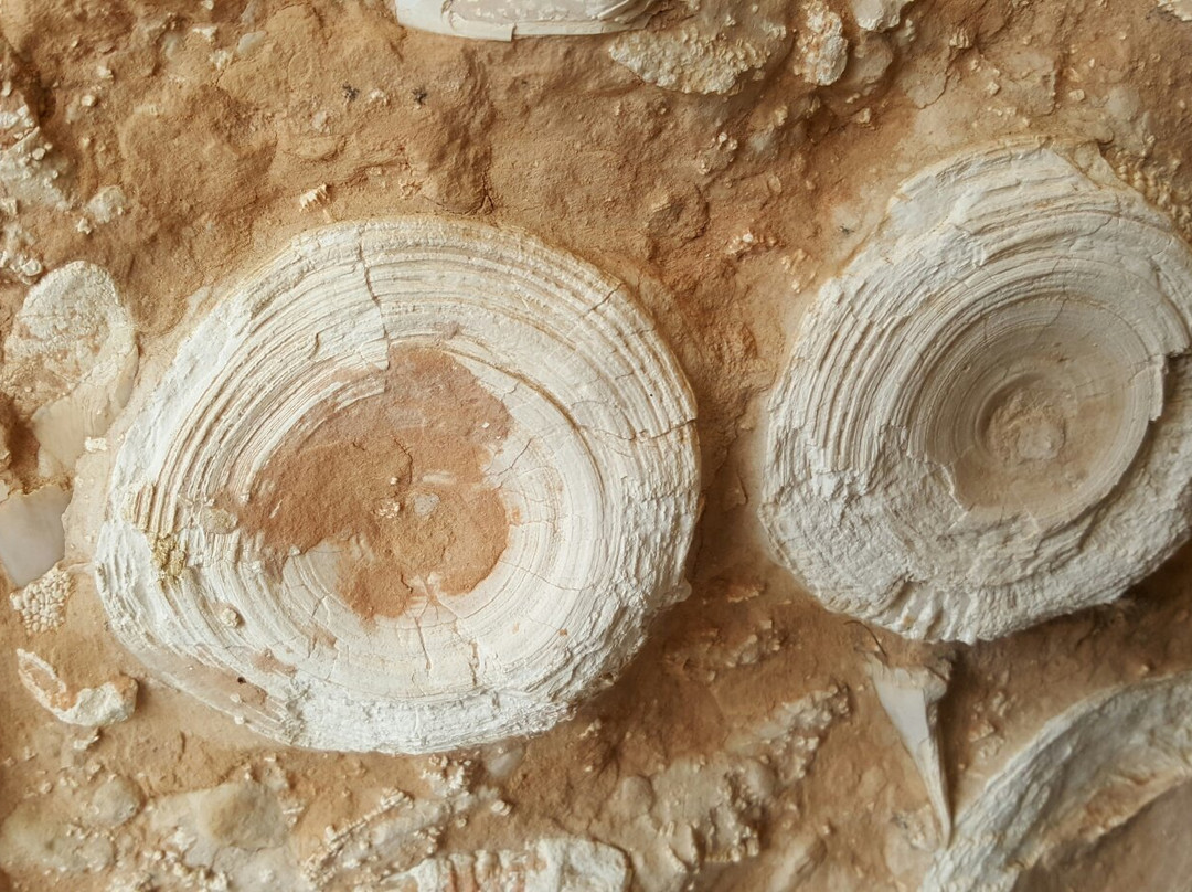 Museo Geopaleontologico di Camposilvano景点图片
