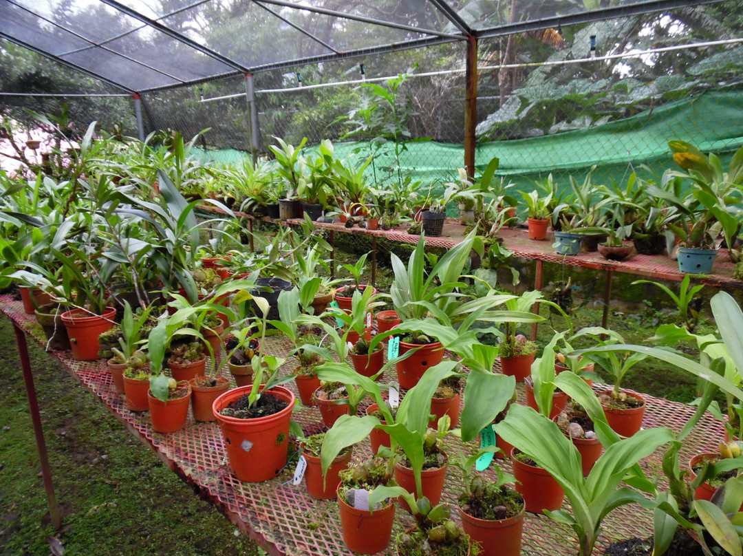 Aprovaca (The Orchid Nursery & Conservation Center)景点图片