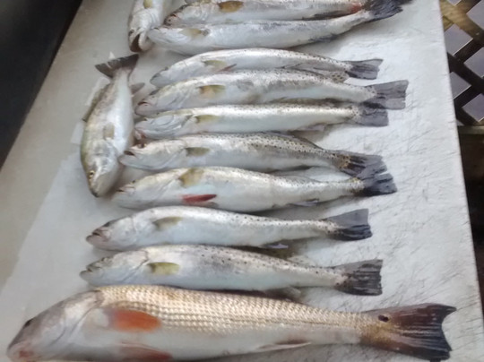 Affordable Florida Fishing-Yankeetown必去景点