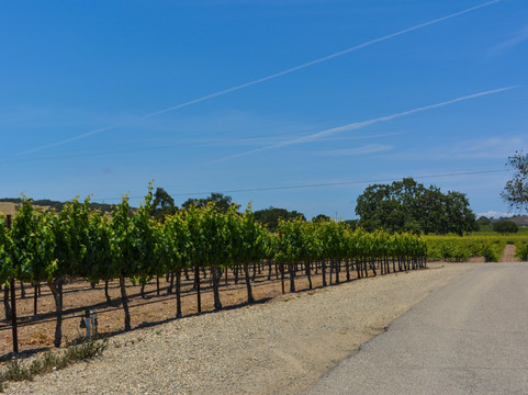 Firestone Vineyard-洛斯奥利沃斯必去景点