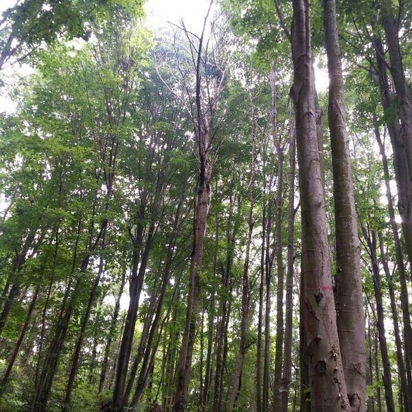 Kaymakdonduran Mesire Ormani-伊斯坦布尔必去景点