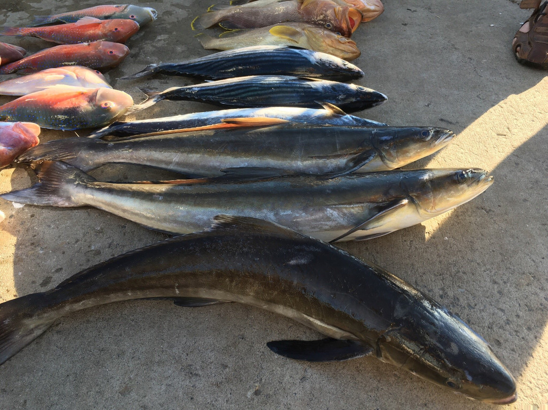 Fishing Offshore 1770 Charters-1770镇必去景点