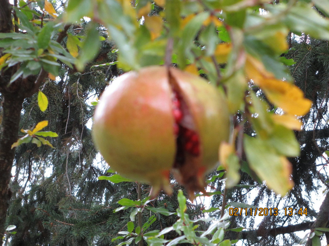 Forino餐馆和美食-Agriturismo la Petrosa - Forino (AV)