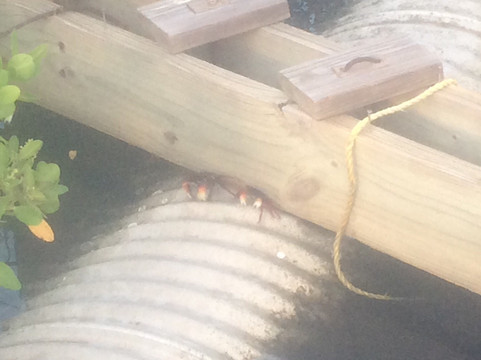 Jack Island Preserve State Park-匹尔斯堡必去景点