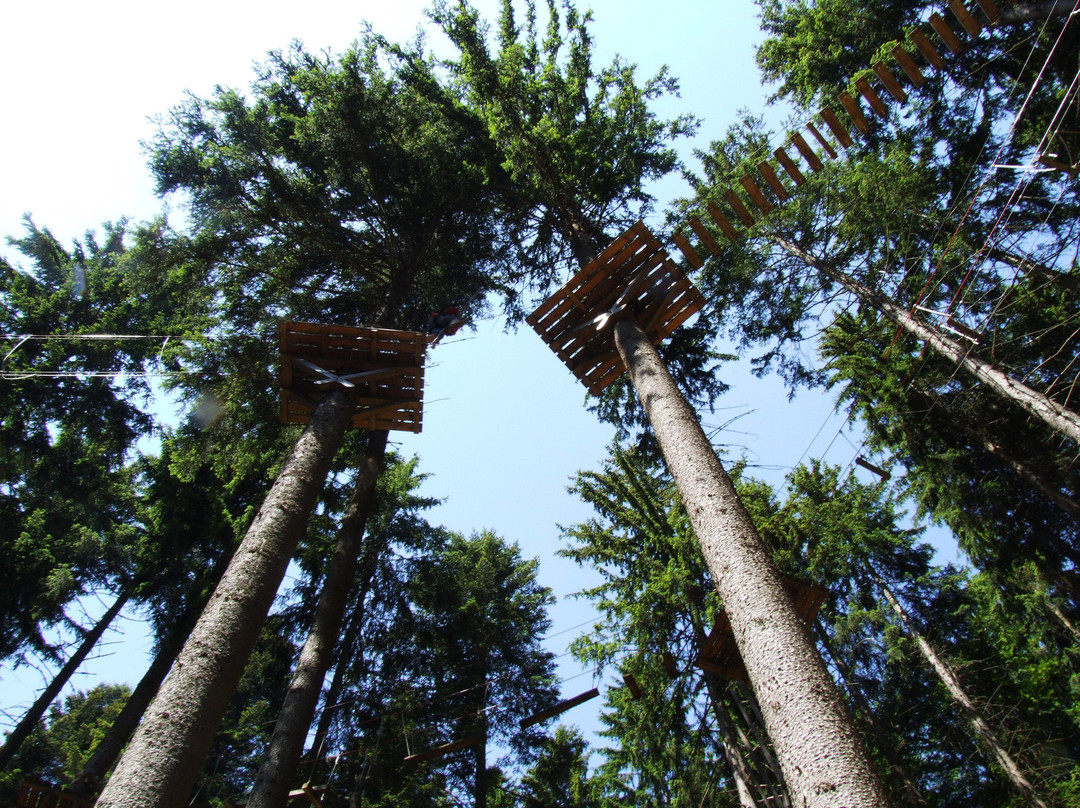 Action Forest Kletterwald景点图片
