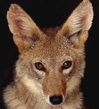 Tucson Wildlife Center-图森必去景点