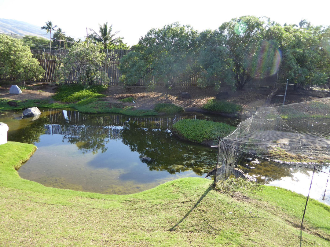 Nene O Molokai-考纳卡卡伊必去景点