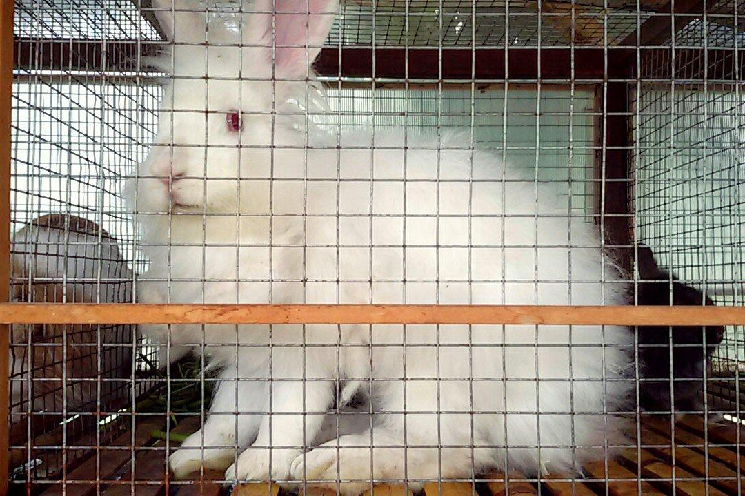 Ciwidey Rabbit Park-万隆必去景点