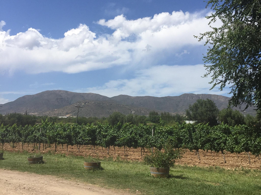 Bodega Casa Real-塔里哈必去景点