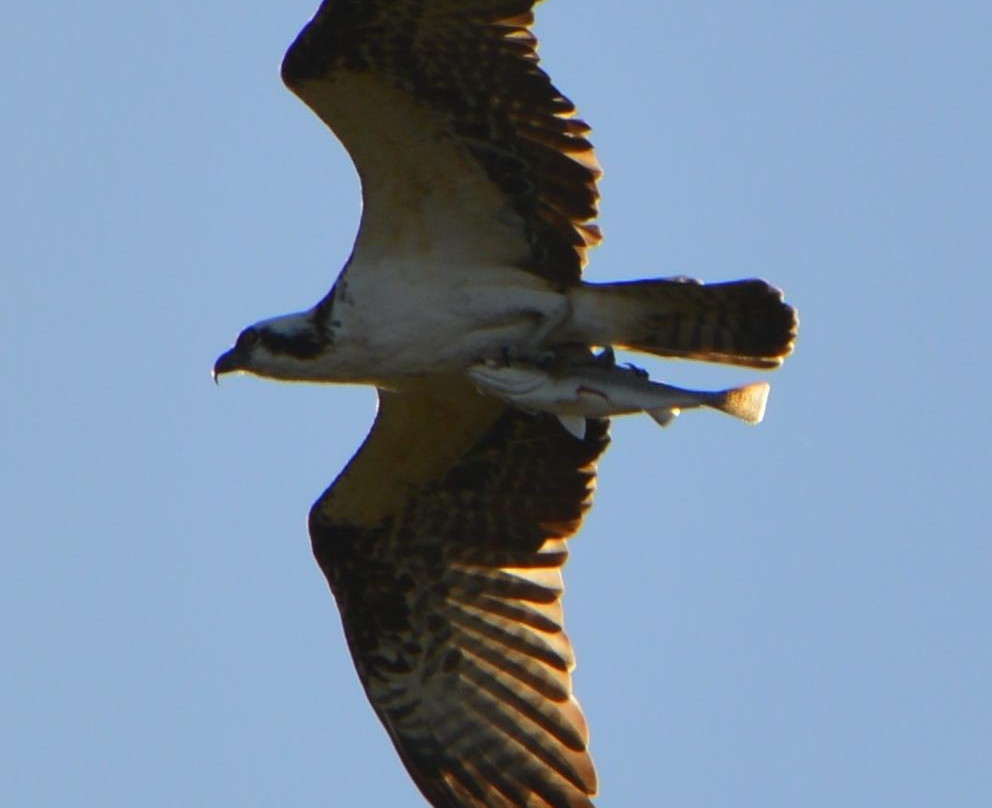Cockroach Bay Aquatic Preserve-Ruskin必去景点